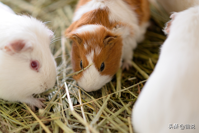 豚鼠的生长环境，在人工养殖中产生的影响