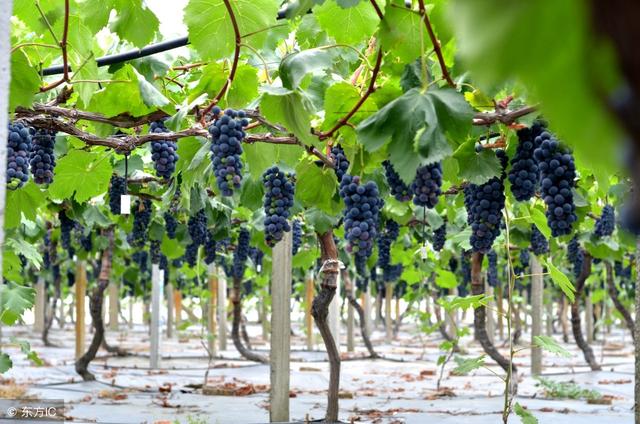 想栽种几亩葡萄，一亩地可以种多少株葡萄？是不是栽得越密越好