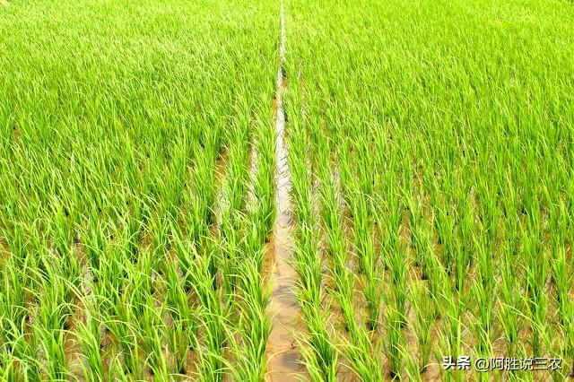 水稻高产栽培秘诀：从选种到丰收的全程管理