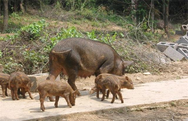 野猪养殖管理8要点，从种公猪种母猪到育肥饲喂