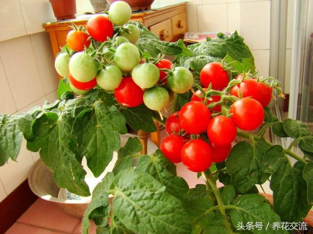 想要盆栽番茄结果更多，使用下面这些栽种技巧就行了