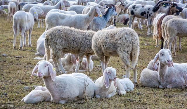 贵州白山羊养殖现状及发展策略，有效带动农民脱贫致富，快来看看