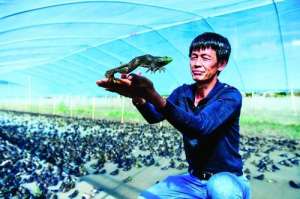 桂林青蛙养殖基地(年入10万元桂林这个村子厉害了，养牛蛙成为他们的新鲜产业)