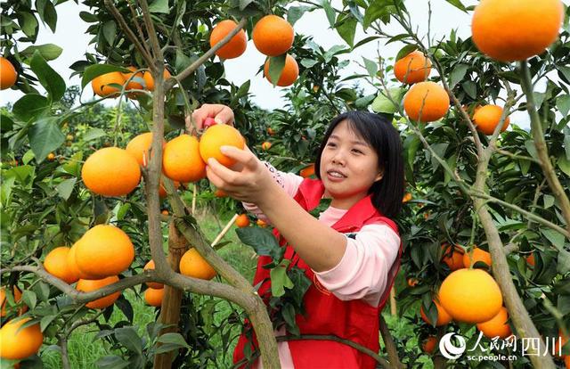 四川仁寿：果园柑橘香，果农笑颜开