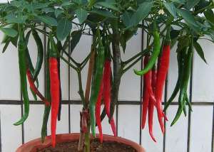 辣椒怎样种植技术(在家种辣椒，3个简单步骤，辣椒挂满枝，连续收获漂亮又美味)