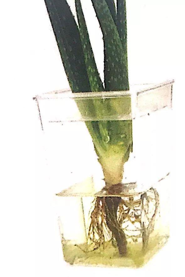 芦荟就是家庭生物空气清新器，来看看它的水培种植教程吧！