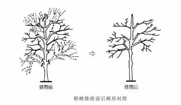 乔木、灌木、藤本植物养护技术规范