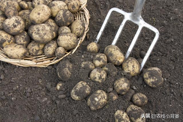 土豆种植增产增收并不难，十四个栽种管理技巧要记牢！