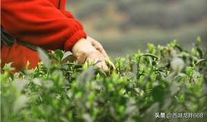 茶树养殖(龙井茶树怎样种植？龙井茶树好养吗？)