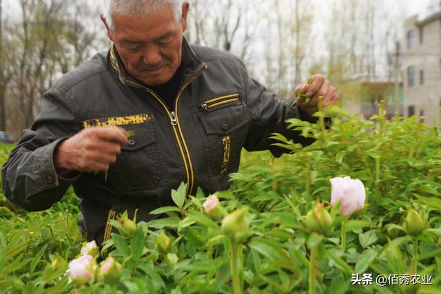亳州农民深爱的5种作物，既是中药材又是观赏花卉，且收入可观
