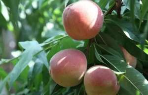 桃子种植(水蜜桃是桃