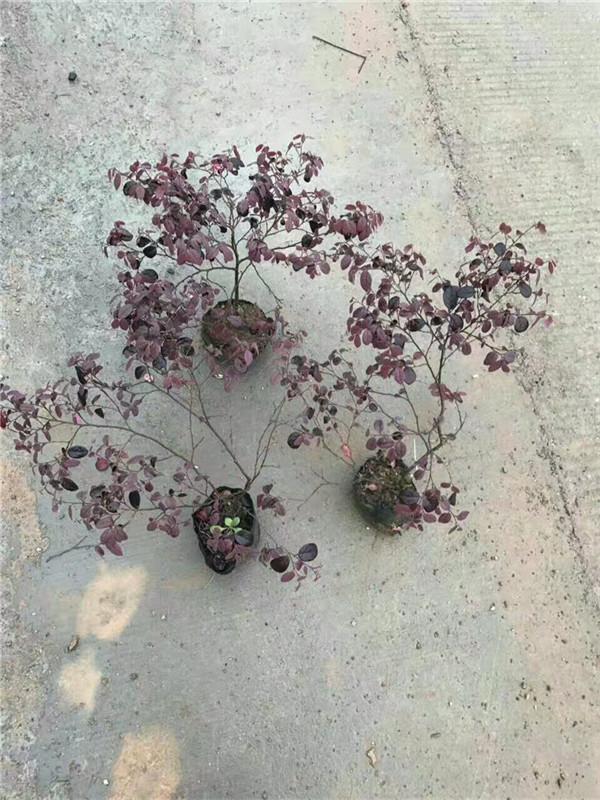 红花继木怎么种植