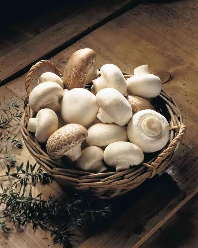 掌握几个培育盆栽蘑菇的技巧，在家里就能轻松培育