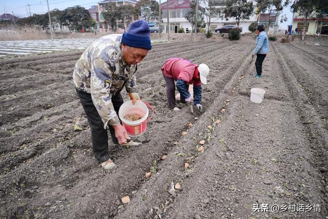 春季种植土豆的六个要点，很多人容易忽视，导致产量低病虫害多