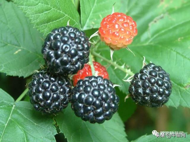 树莓种植及管理技术