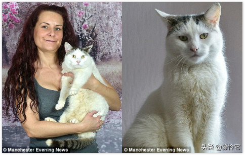 宠物猫为雌雄同体 手术后成功变身母猫