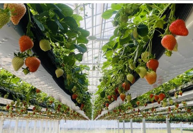 草莓立体栽培，看起来高大上，种植户如何才能获得较好的收益呢？
