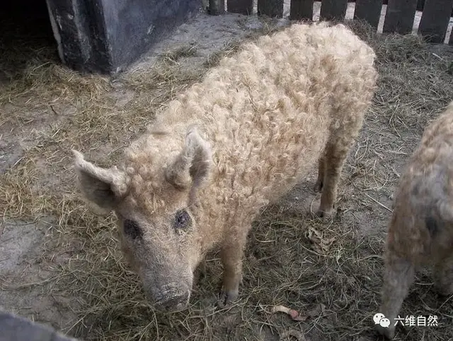 长着一身“羊毛”的猪，猪毛助它们对抗寒冬，更延续了绵羊猪种群