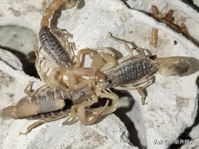 养殖经验交流：蝎子养殖场春季如何孵化各种饲料种苗
