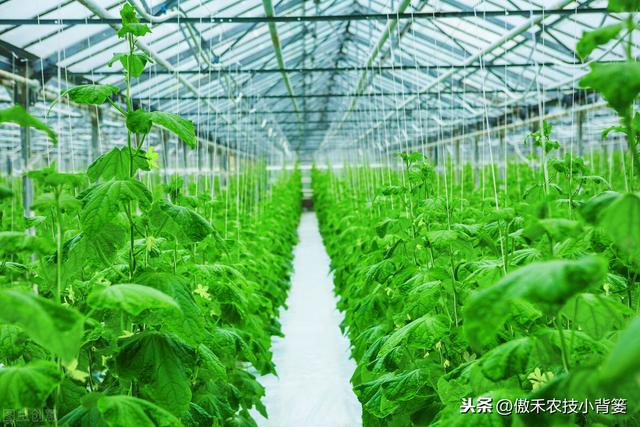 冬季大棚蔬菜要高产，通风、保温、控湿、补光四项管理是关键