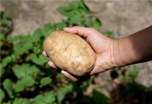 土豆发芽别扔，教你简单种植土豆！人人都能种