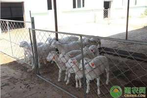 肉羊健康高效养殖(新手养殖肉羊要如何做？哪五个要点需做到位？)