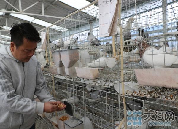 “领跑”蛋鸽养殖 鲁山县三山村建成83亩“双母蛋鸽”基地