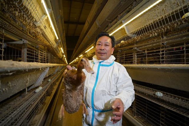 宁德：全省首创蛋鸭笼养技术 蹚出致富增收新路子