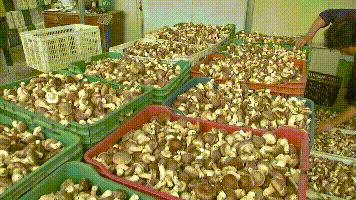 农村大哥试种9000袋香菇，每袋产量可达2斤，一亩纯利润4万元，咋种的？