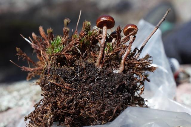 掌握几个培育盆栽蘑菇的技巧，在家里就能轻松培育
