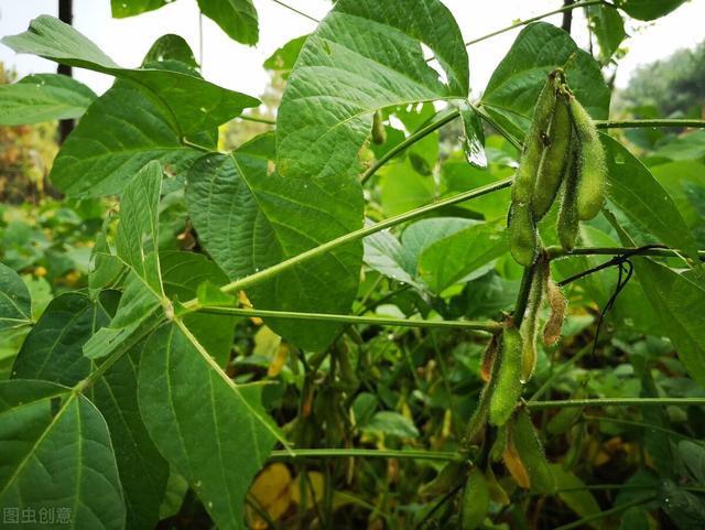请问黄豆什么时间种最好，在种植过程中，需要注意些什么？