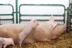 母猪的养殖技术方法(养母猪需要掌握5大技术)