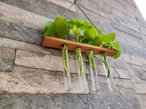 试管里种植物(用木板和小试管制作的吊盆绿萝，养窗台上特精致)