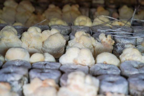 黑龙江海林猴头菇：“小特产”升级“大产业”