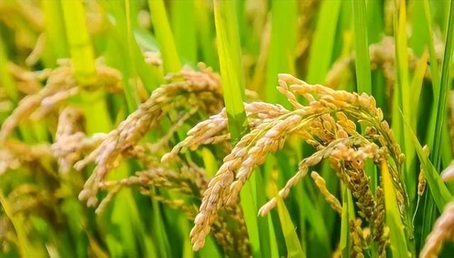 收藏！2023年水稻重大病虫害防控技术方案