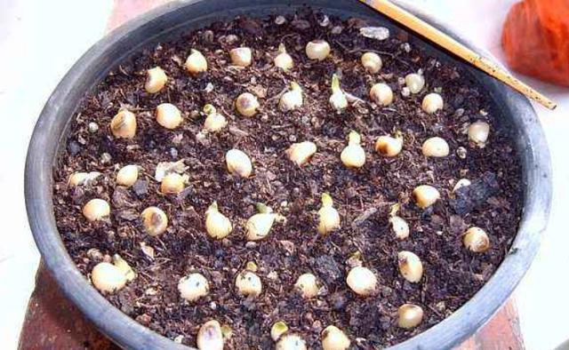 用种子播种君子兰，记住“几点”，出苗率翻倍，生根发芽很简单