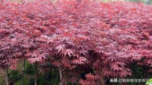 红枫盆栽种植方法(红枫树苗，应该如何栽种，科学管理？才能快速发芽？确保成活率)