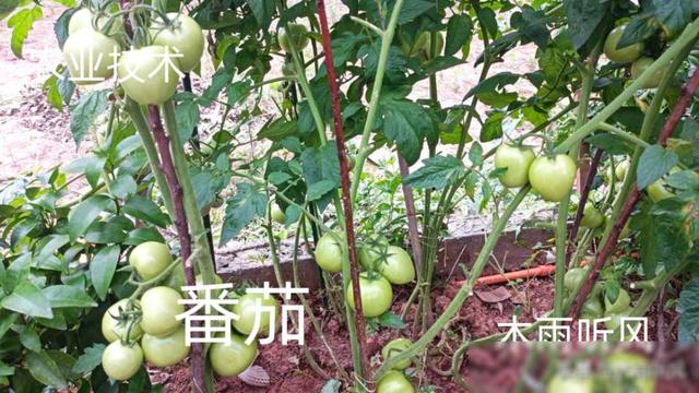 番茄种植技术与管理方法
