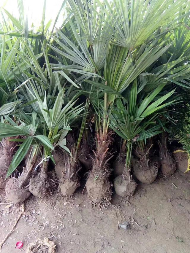 棕榈树种植方法