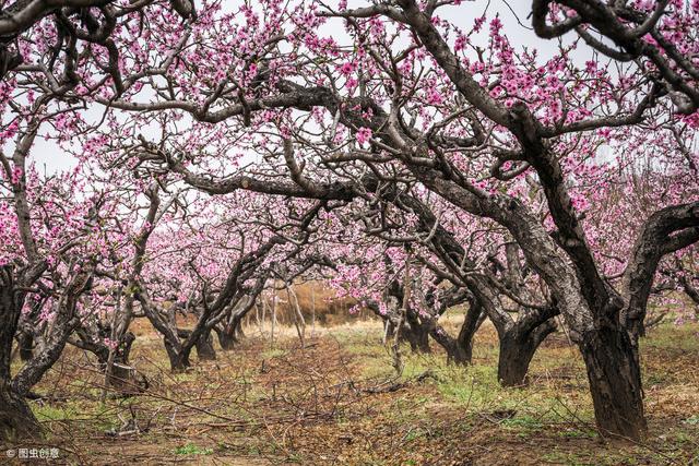 桃树栽种技术，农民学会这些管理要点，桃子个头大、品相好