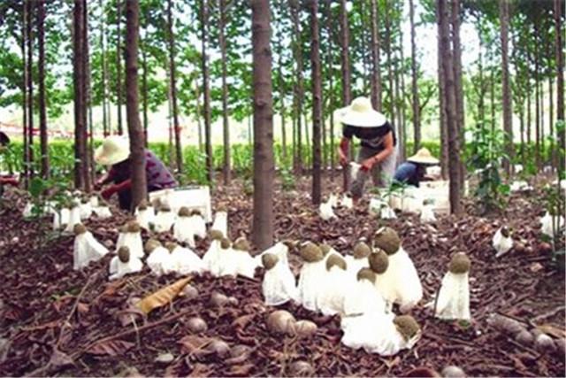 竹荪高产栽培关键技术，掌握这些管理方法，快速提高种植收益