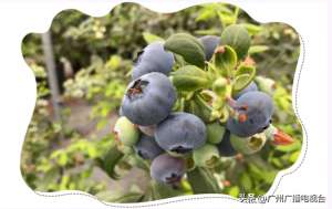 蓝莓种植园(广州：实现蓝莓自由这里600多亩蓝莓基地迎丰收)