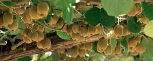 猕猴桃种植条件(猕猴桃种植条件与气候，喜温、喜湿、喜光、喜水)