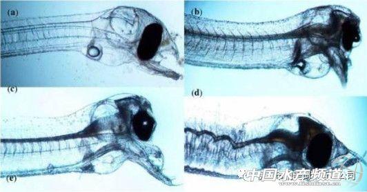 日本种鳗人工繁殖研究多年，其商业之路还有多远？