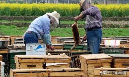 500万养蜂补贴费用发放，蜂农怎样快速拿到养蜂补贴费用？
