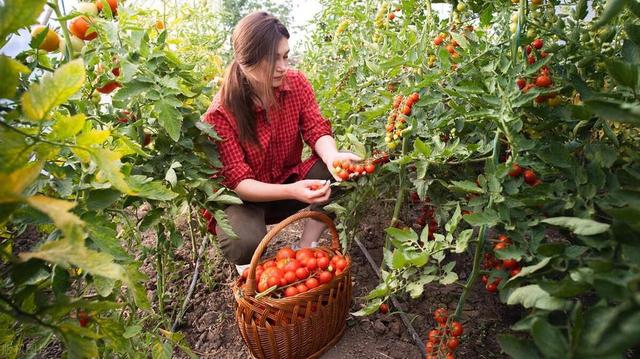 大棚种植西红柿必备！病虫害防治全攻略！