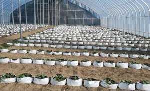 西瓜的种植方法越详细越好(西瓜换个方式种植，无土栽培口感好，管理方法也简单)