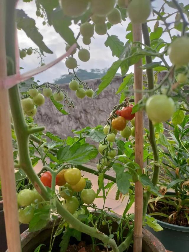 盆栽小番茄：既然栽种一场，就得想办法让它结出更多的果实！