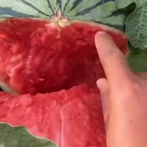 哈密瓜的种植视频(西