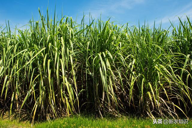 造福来宾蔗农，甘蔗种植技术与田间管理方式，不妨一看